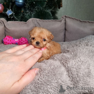 Photo №4. Je vais vendre caniche (jouet) en ville de Meljine. annonce privée, de l'abri - prix - 550€