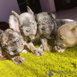 Photo №1. bouledogue - à vendre en ville de Barcelone | négocié | Annonce №166206