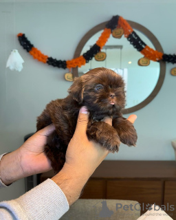 Photo №3. Shih Tzu disponible à la vente. (Couleurs rares).. USA