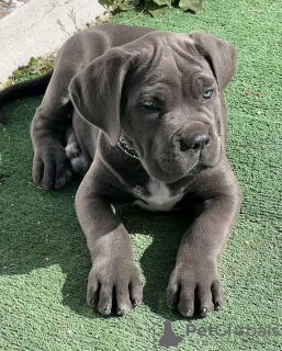 Photo №3. Chiots Cane Corso. USA