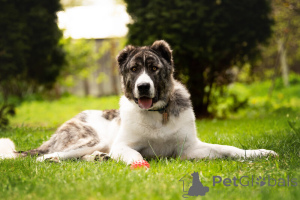 Photo №2 de l'annonce № 120166 de la vente chien bâtard - acheter à Fédération de Russie annonce privée