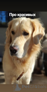 Photos supplémentaires: Chiot Golden Retriever