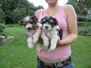 Photo №1. biewer yorkshire terrier - à vendre en ville de Jever | négocié | Annonce №161024