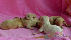 Photo №3. MALTIPU Docteur en Sciences 21/04/2026. Couleur caramel.. Ukraine