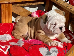 Photo №1. bulldog anglais - à vendre en ville de Berlin | 1500€ | Annonce №139064