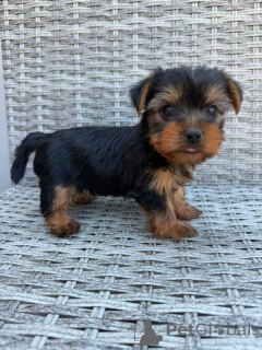 Photo №1. yorkshire terrier - à vendre en ville de Bamberg | négocié | Annonce №175316
