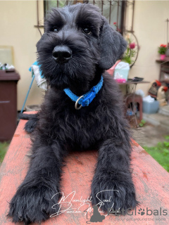 Photos supplémentaires: Chiots Schnauzer Géant (3 mois)