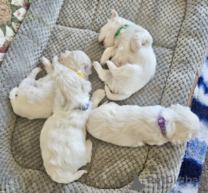 Photos supplémentaires: Chiots maltais 3 garçons