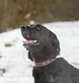 Photo №3. Vesta cherche des parents aimants.. Fédération de Russie