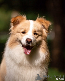 Photos supplémentaires: Chiots border collie, le chien le plus intelligent du monde