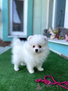 Photo №1. spitz nain - à vendre en ville de Vraga | négocié | Annonce №164444