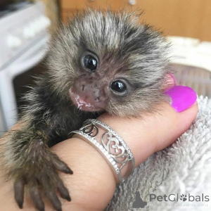 Photo №2 de l'annonce № 162669 de la vente  - acheter à Suisse 