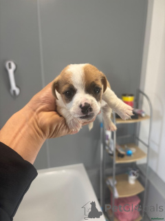 Photo №4. Je vais vendre jack russell terrier en ville de Heusenstamm. annonce privée - prix - 380€
