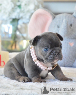 Photo №1. bouledogue - à vendre en ville de Helsinki | 350€ | Annonce №117309