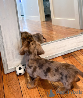 Photo №2 de l'annonce № 164021 de la vente teckel - acheter à La finlande annonce privée, de l'abri