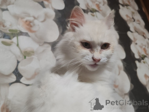 Photo №2 de l'annonce № 156571 de la vente  - acheter à Biélorussie annonce privée