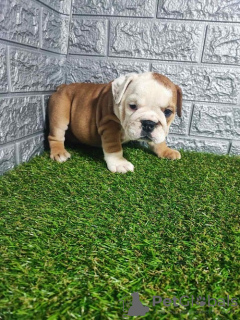 Photos supplémentaires: bouledogue anglais