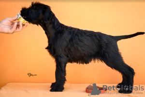 Photos supplémentaires: Chiots Schnauzer Géant