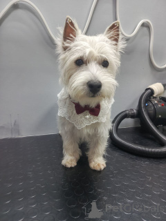 Photo №3. Adorable petit terrier blanc (mâle) âgé de 11 semaines (DOB 22/07/2025). La Grande-Bretagne