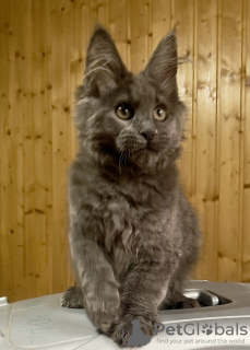 Photos supplémentaires: Chaton Maine Coon