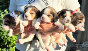 Photo №1. beagle - à vendre en ville de Tiraspol | négocié | Annonce №124815