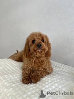 Photo №1. chien bâtard - à vendre en ville de Amsterdam | négocié | Annonce №166825