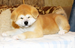 Photos supplémentaires: Les chiots japonais Akita Inu achtent un chien