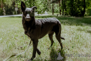 Photo №1. chien bâtard - à vendre en ville de Minsk | Gratuit | Annonce №150633