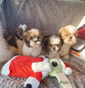 Photo №3. Chiots Shih Tzu prêts pour une nouvelle maison.. Espagne