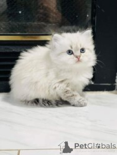 Photo №1. ragdoll - à vendre en ville de Barsel | 300€ | Annonce № 155352