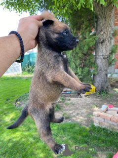 Photo №4. Je vais vendre berger belge en ville de Leskovac. éleveur - prix - négocié