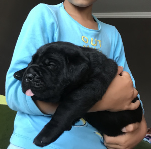 Photo №3. Les meilleurs représentants de la race Cane Corso. Biélorussie