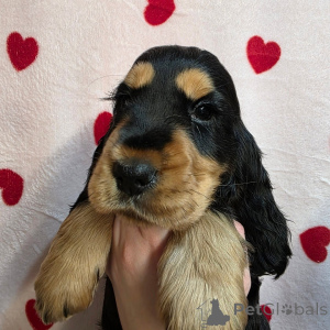Photo №1. cocker spaniel anglais - à vendre en ville de Alavus | 484€ | Annonce №164543