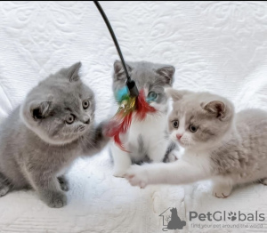 Photo №4. Je vais vendre british shorthair en ville de Munich. annonce privée - prix - 255€