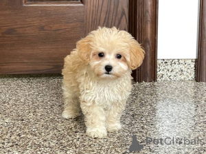 Photo №1. maltipu - à vendre en ville de New york | 531€ | Annonce №142265