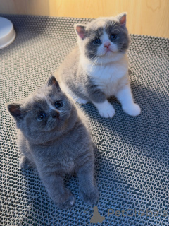 Photo №2 de l'annonce № 177846 de la vente british shorthair - acheter à Allemagne éleveur