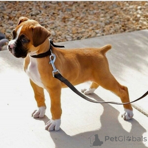 Photo №1. boxer - à vendre en ville de Södertälje | négocié | Annonce №169783