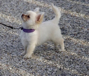 Photo №1. chihuahua - à vendre en ville de Aalen | négocié | Annonce №167122