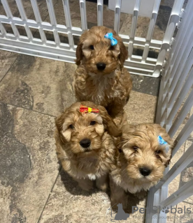 Photos supplémentaires: Chiots Cockapoo Chunky F2 de petite race