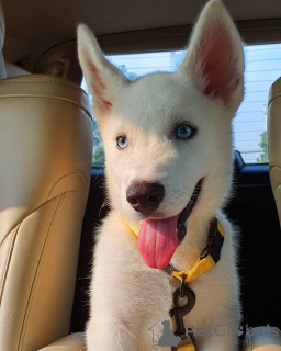 Photo №1. husky de sibérie - à vendre en ville de JINDRICHUV HRADEC | 900€ | Annonce №162868