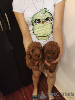 Photo №3. Caniche nain rouge. Serbie