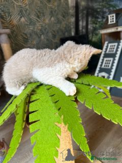 Photo №1. selkirk rex à poil ras - à vendre en ville de Feldkirch | 240€ | Annonce № 143767