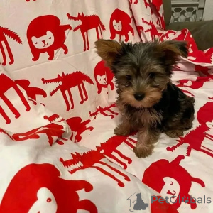 Photo №3. Adorables chiots yorkie à vendre, contactez WhatsApp Business 447450021323. Allemagne