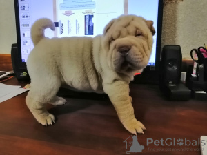 Photo №4. Je vais vendre shar pei en ville de Zaporijia. éleveur - prix - 346€