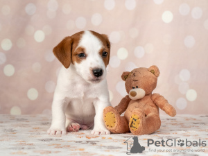 Photo №4. Je vais vendre jack russell terrier en ville de Kiev. annonce privée - prix - 558€