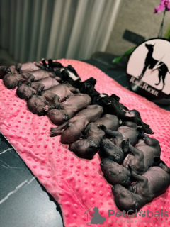 Photo №4. Je vais vendre xoloitzcuintle en ville de Osijek.  - prix - négocié