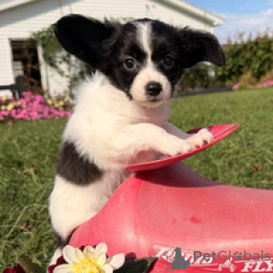 Photo №3. Onnaka Adorable chiot Papillon femelle. Allemagne