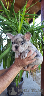 Photo №4. Je vais vendre bouledogue en ville de Obrenovac.  - prix - négocié