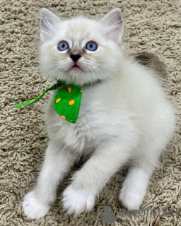 Photo №1. ragdoll - à vendre en ville de Iisalmi | 450€ | Annonce № 168917