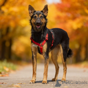 Photo №3. Chipa, 1 an, est un chien énergique, drôle et très domestique !. Fédération de Russie